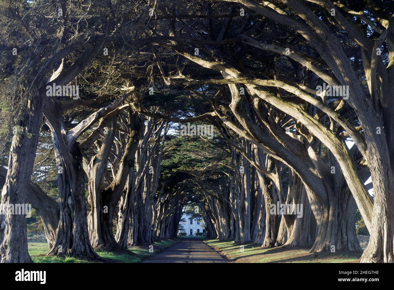 Ikonischer Cypress Tree Tunnel am Point Reyes National Seashore, Marin County, Kalifornien, USA. Stockfoto