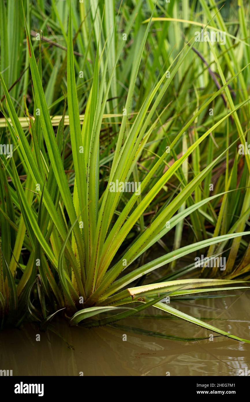 Junger Spross des Pandanus-Baumes oder lokal bekannt als Pokok rasau, der im Chini-See gefunden wurde Stockfoto