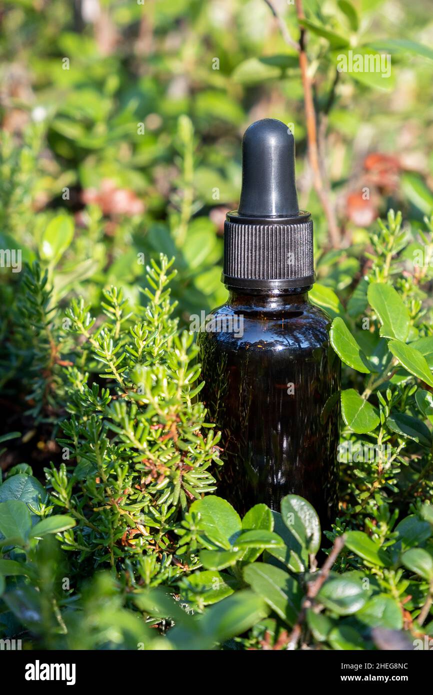 Eine Tropfflasche aus braunem Glas mit Serum, ätherischem Öl oder einem anderen kosmetischen Produkt im Freien im Wald. Natürliches organisches Spa, kosmetisches Schönheitskonzept. Stockfoto