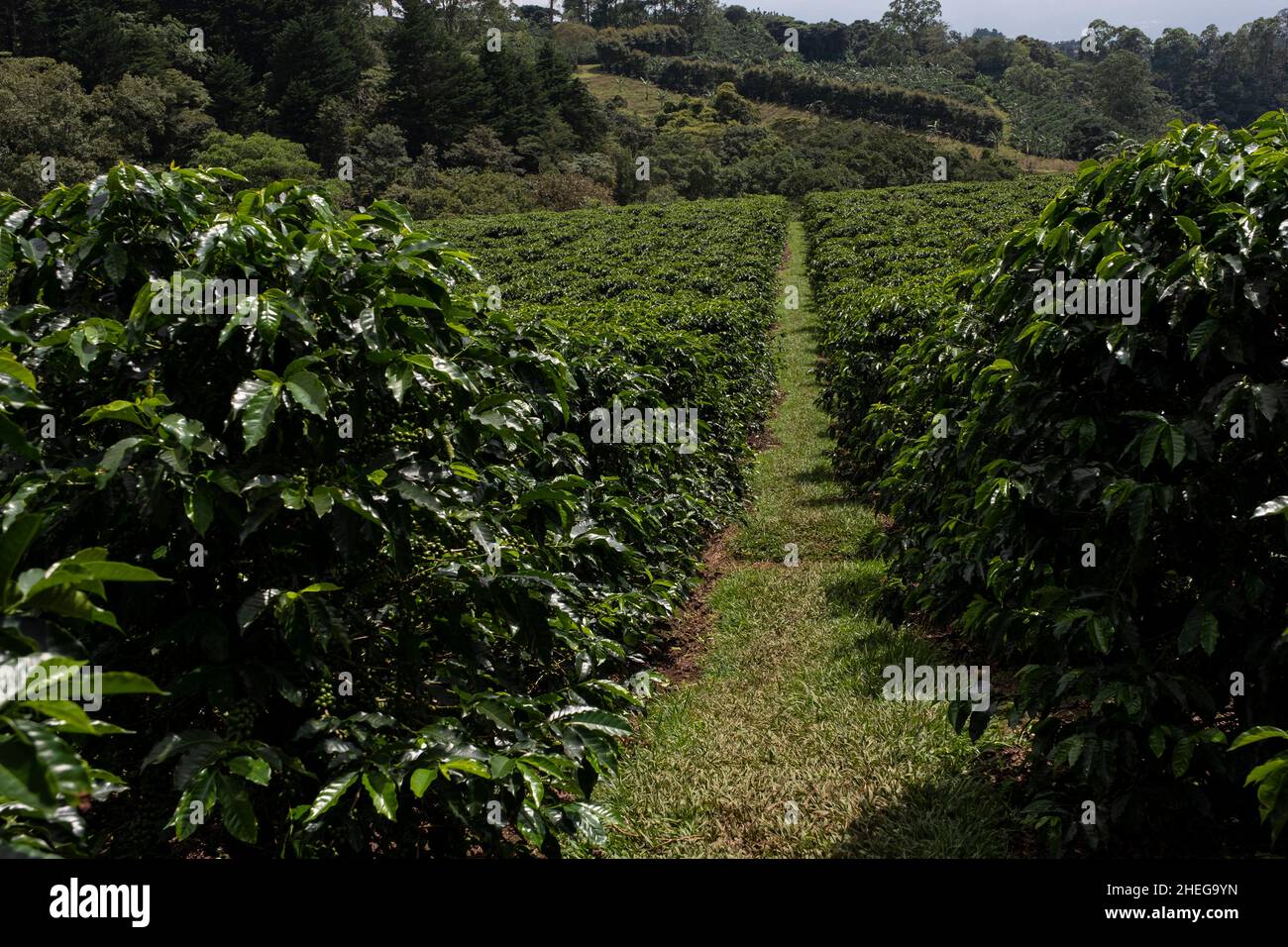 Kaffeeplantage in Costa Rica Stockfoto
