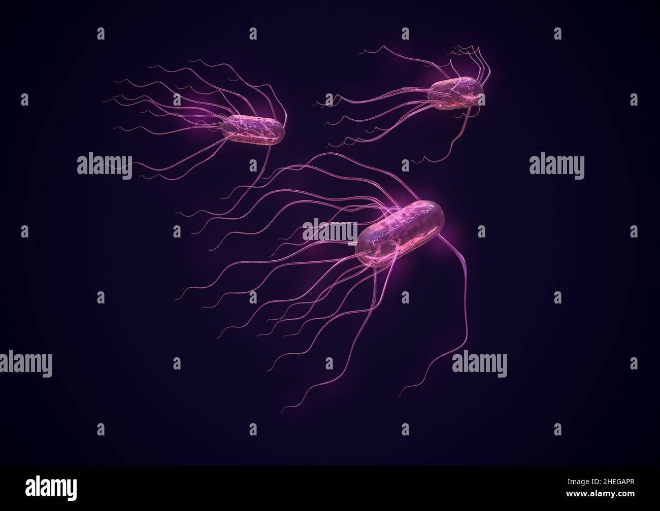 3D Render von Salmonellen, dem Erreger der Salmonellose. Stockfoto