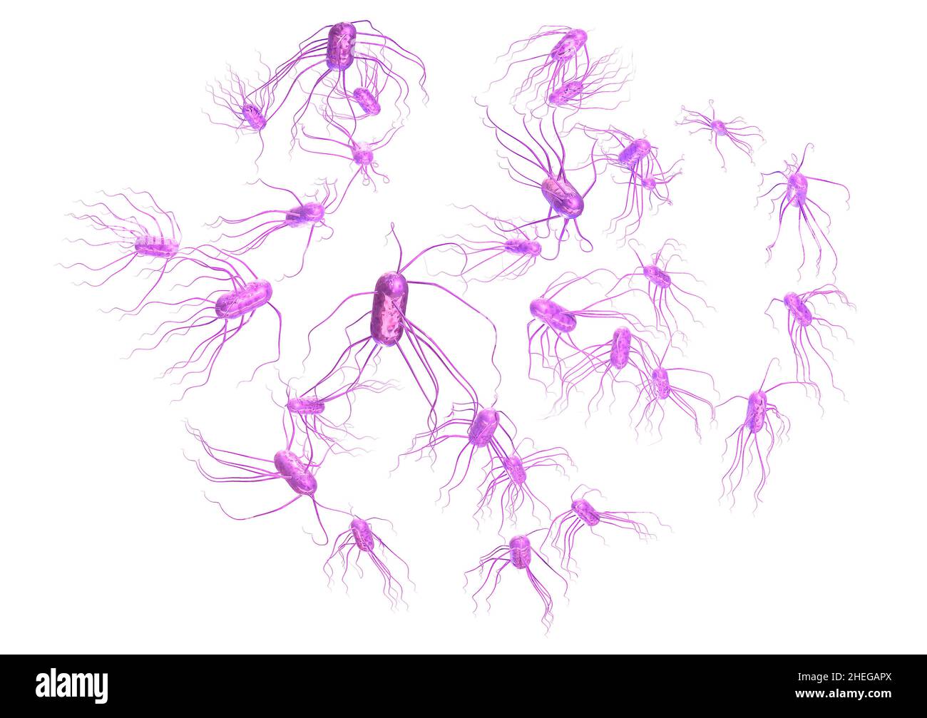 3D Render von Salmonellen, dem Erreger der Salmonellose. Stockfoto