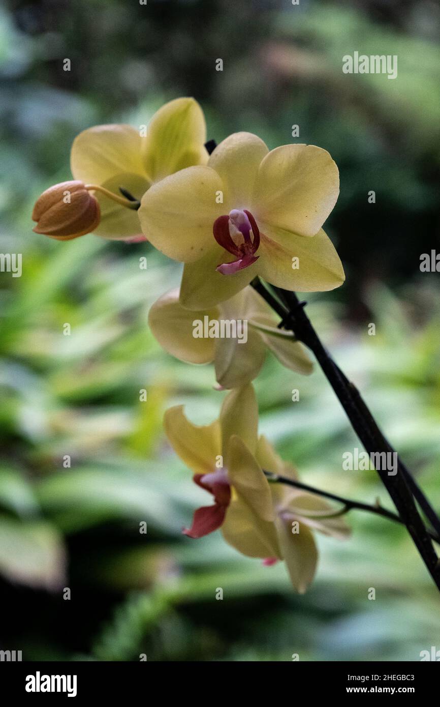 Gelbe Orchidee im Costa Rica Naturschutzgebiet Stockfoto