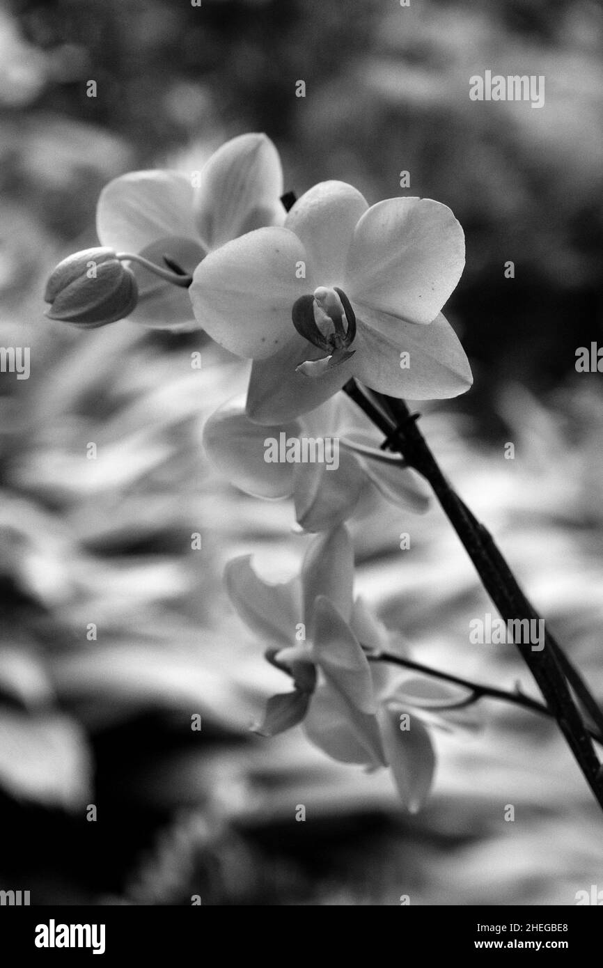 Schwarz-Weiß-Foto der Orchidee in Costa Rica Stockfoto