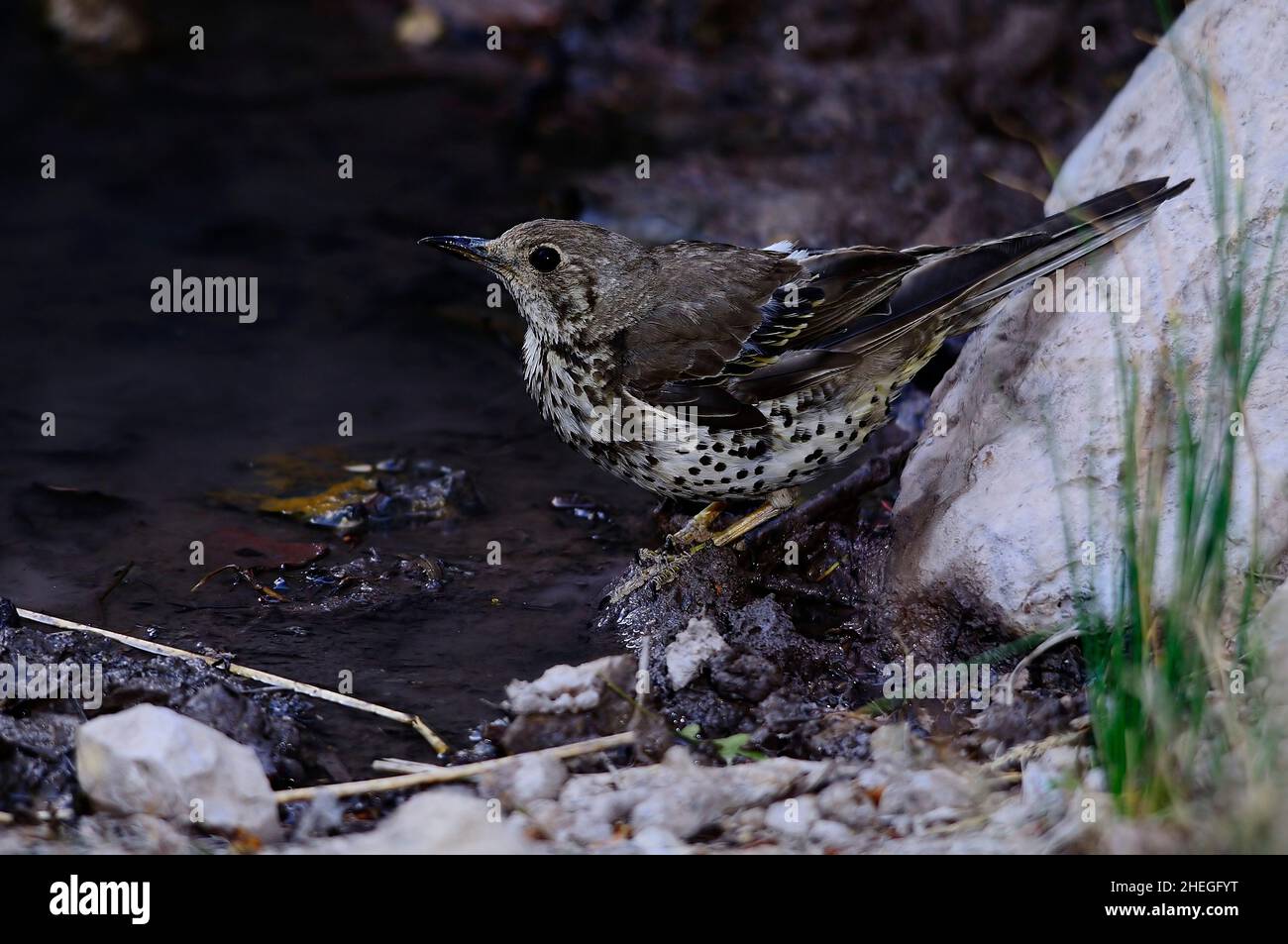 Die Charlo Drossel Ist Ein Vogel Des Passeriformes Ordens Und Der Die Charlo Drossel Ist Ein Vogel Des Passeriformes Ordens Und Der