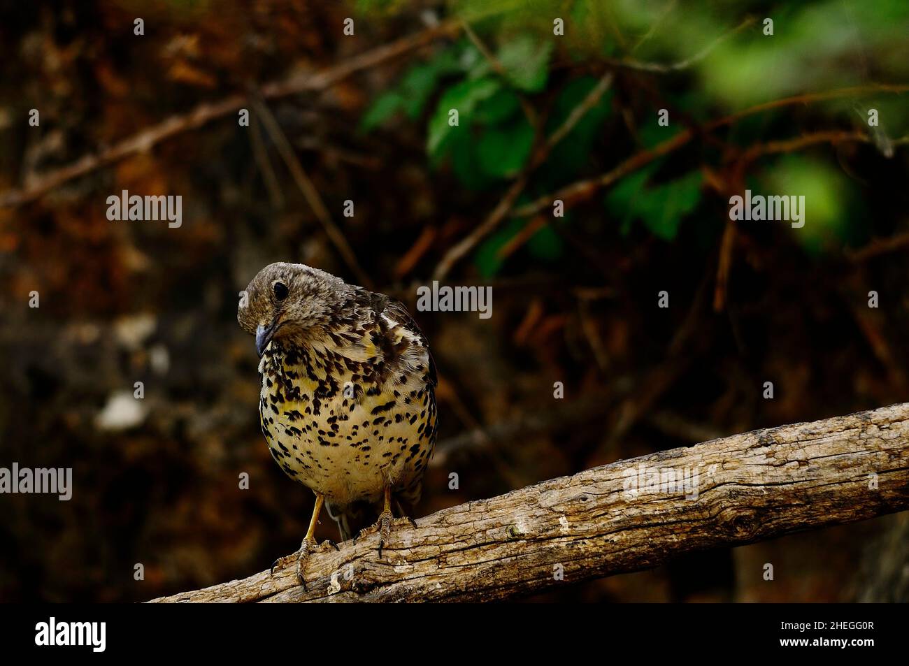 Die Charlo Drossel Ist Ein Vogel Des Passeriformes Ordens Und Der Die Charlo Drossel Ist Ein Vogel Des Passeriformes Ordens Und Der