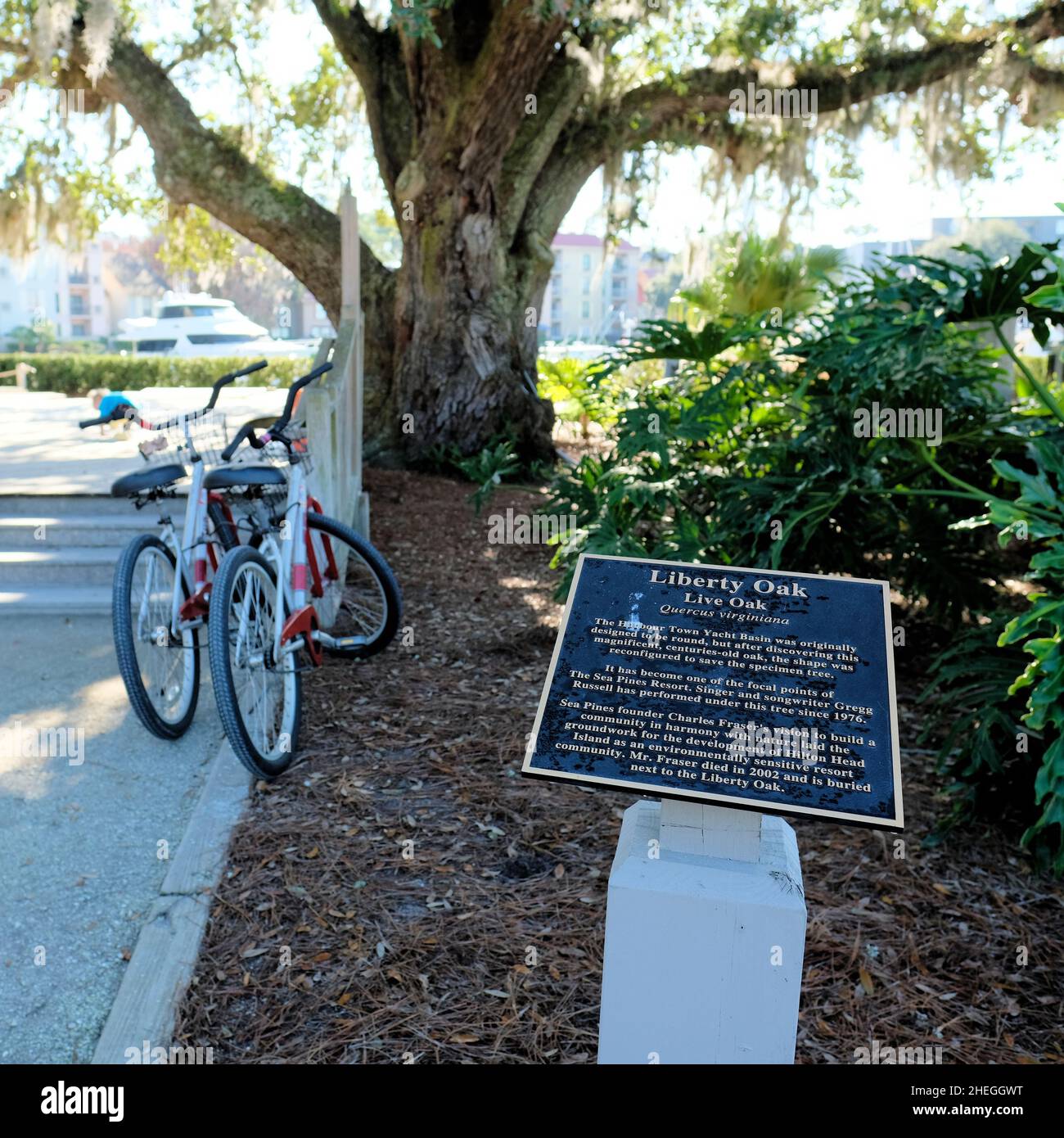 Gedenktafel an der Liberty Oak zu Ehren von Charles Fraser, dem Gründer der Sea Pines Plantation; Hilton Head, South Carolina, USA, Begräbnisstätte Stockfoto