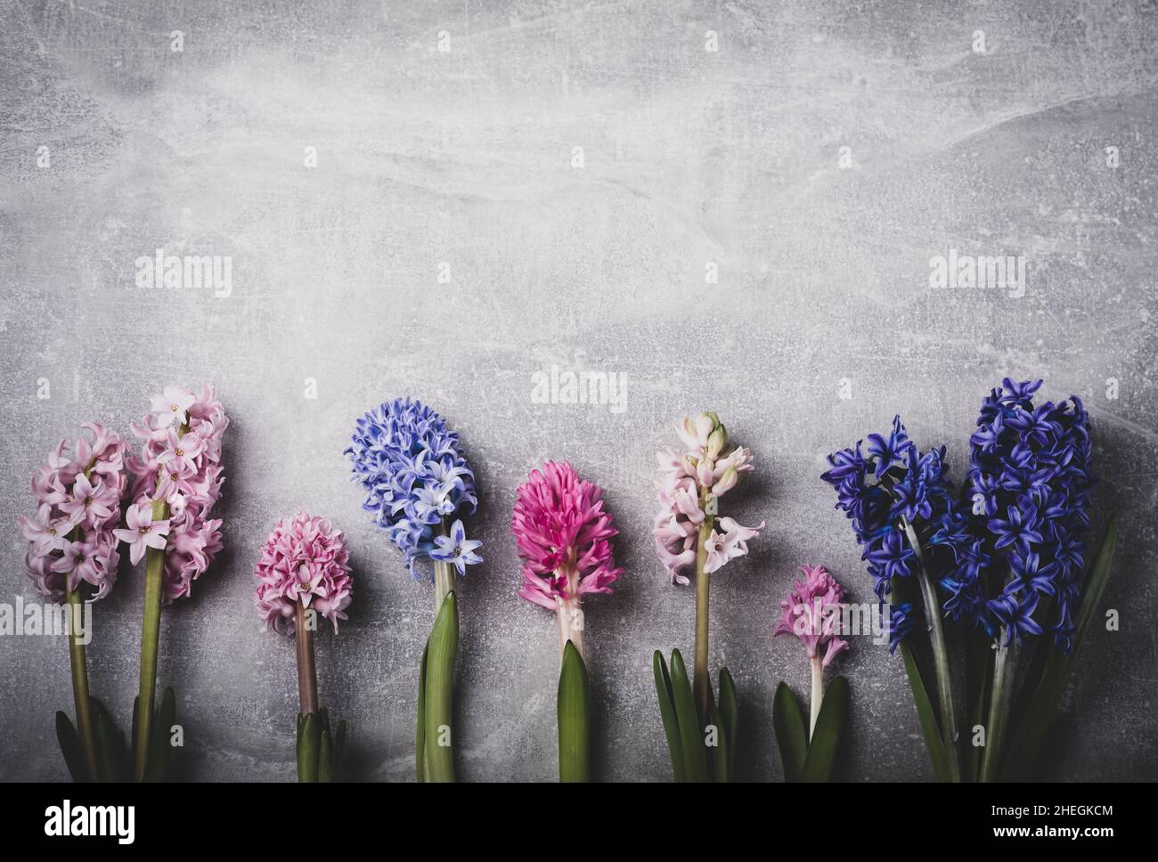 Mehrfarbige Hyazinthen. Violette Hyazinthe Orientalis, bunt gemischt. Frühlingshyazinthen. Frohe Ostern Karte Hintergrund. Grußkarte, Flat Lay, Stockfoto