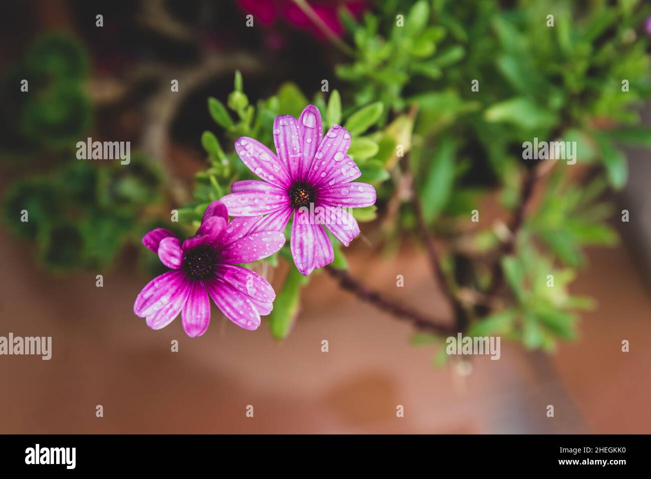 Dimorphotheca ecklonis oder Osteospermum blüht nach Regen Stockfoto