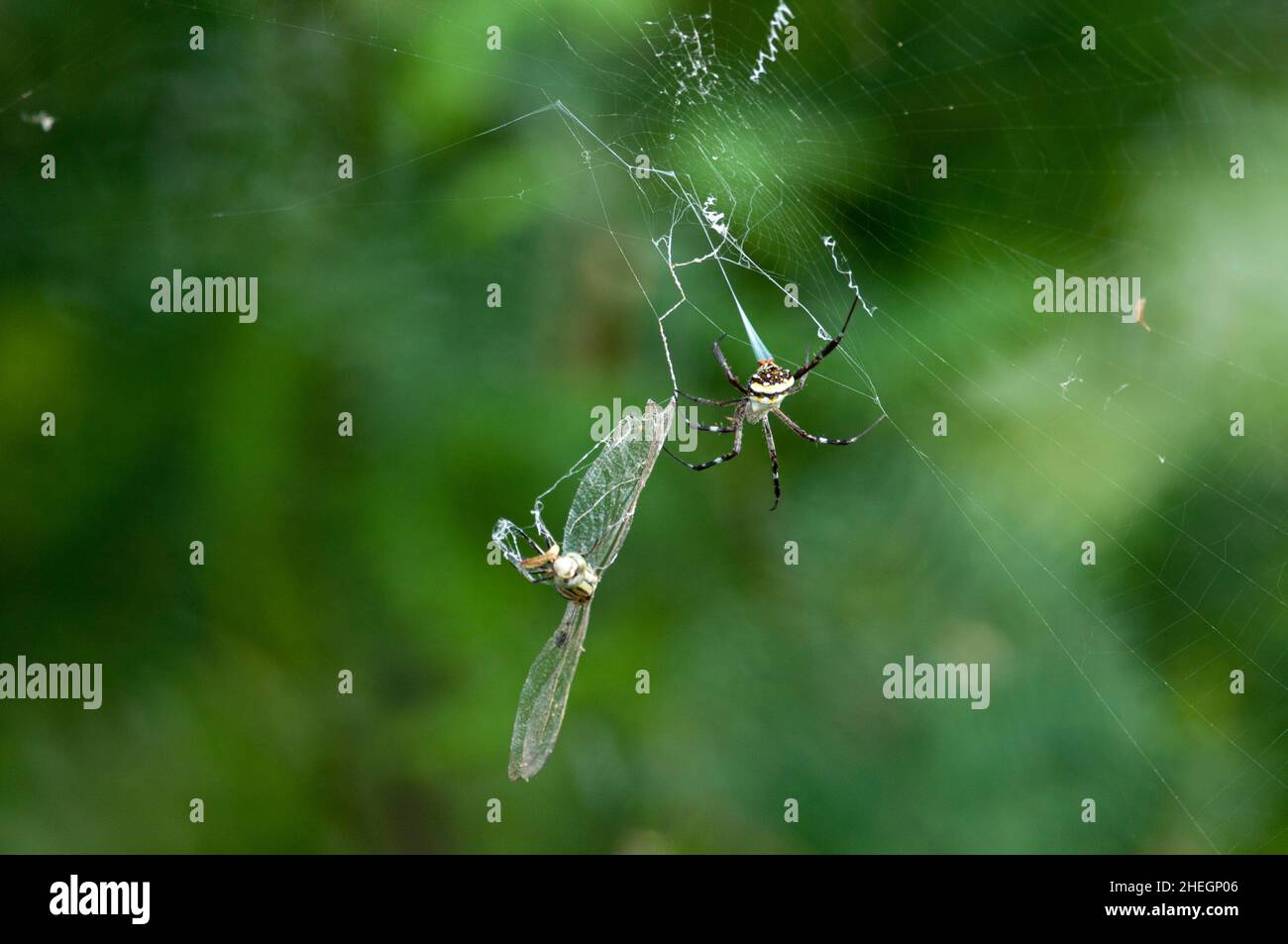 LIVE-JAGD Stockfoto