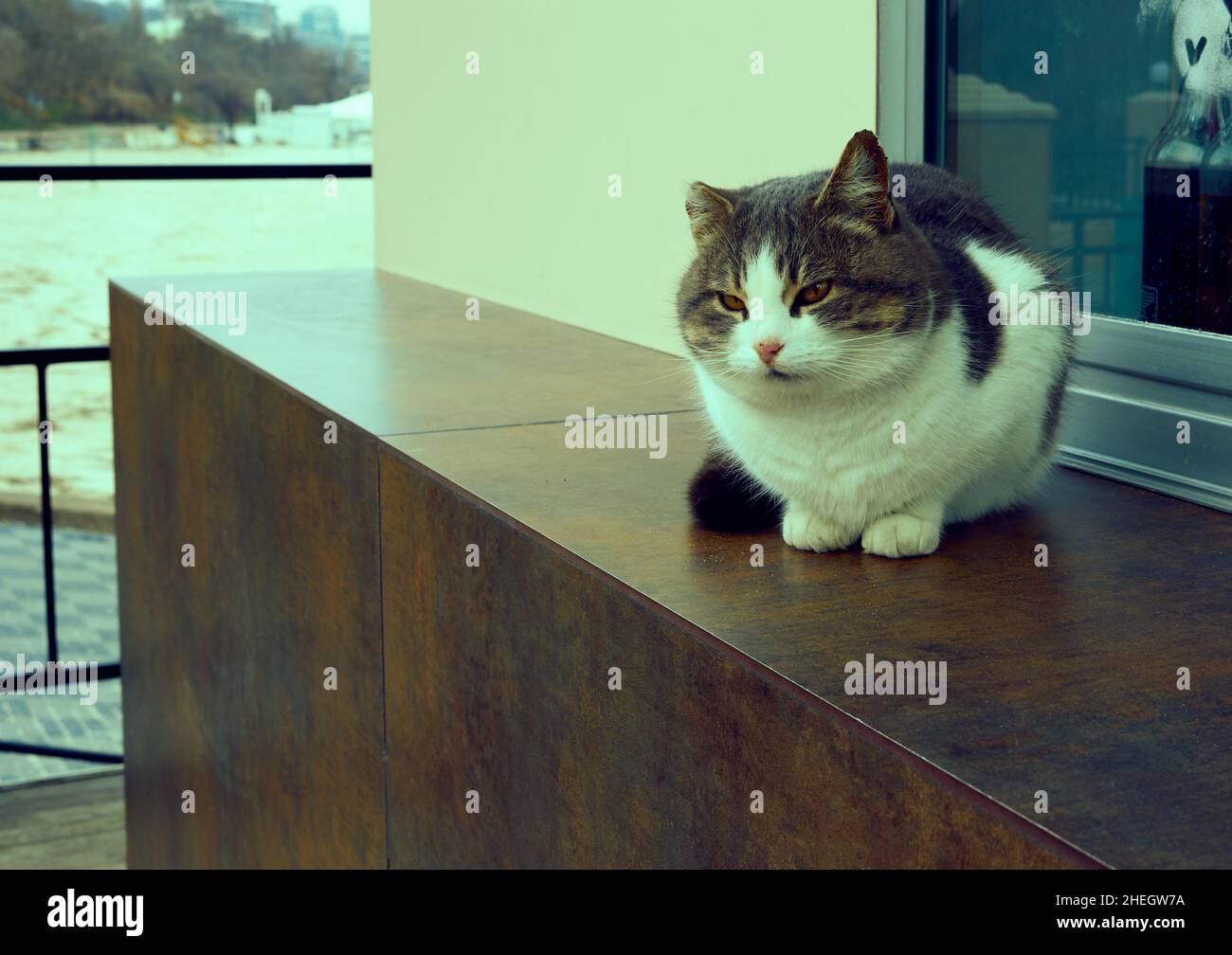 Eine dreifarbige Katze mit grauen Augen sitzt auf einer Brüstung eines Straßencafés am Ufer in Odessa Ukraine Stockfoto