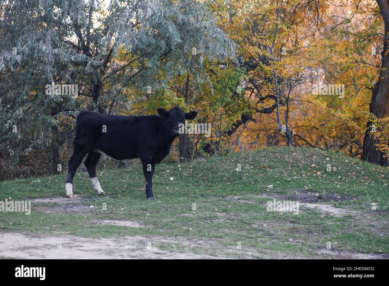 Schwarze Kuh pasting Blick auf Kamera mit Bäumen im Hintergrund in Wiese im Wald im Herbst. Bauernleben. Naturprodukte. Zurück zur Natur und Stockfoto
