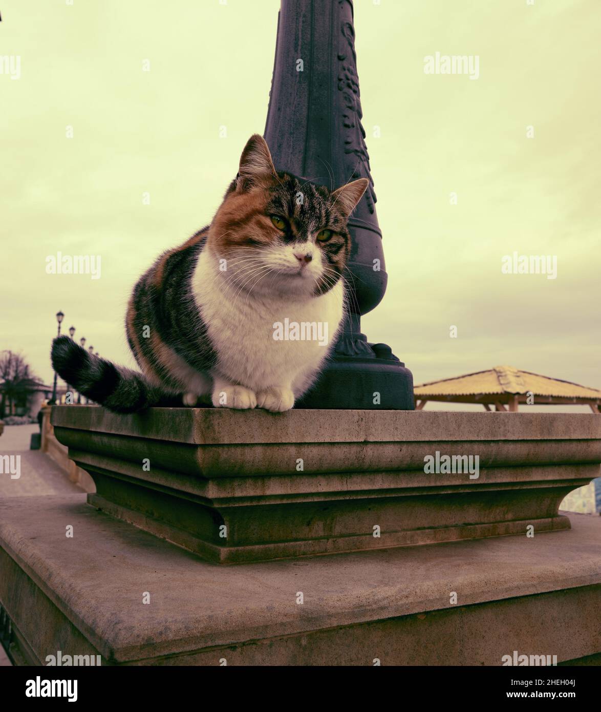 Schöne tricolor Katze mit grauen Augen sitzt auf einer Brüstung einer Straße auf dem Damm in Odessa Ukraine Stockfoto