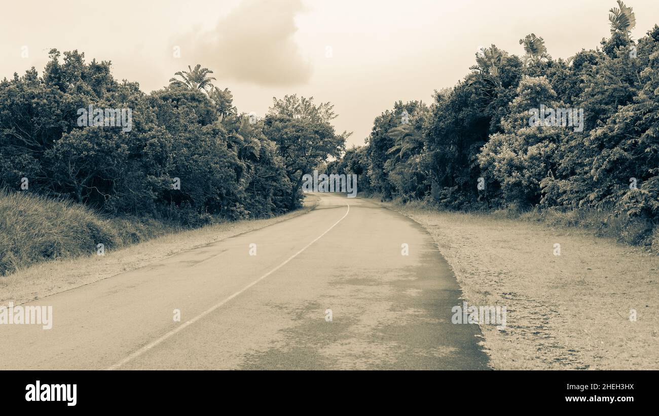 Straße einspurige Zielroute Kurven durch üppige Bäume Gras tropischen Sepia Ton Foto der Küstenlandschaft. Stockfoto