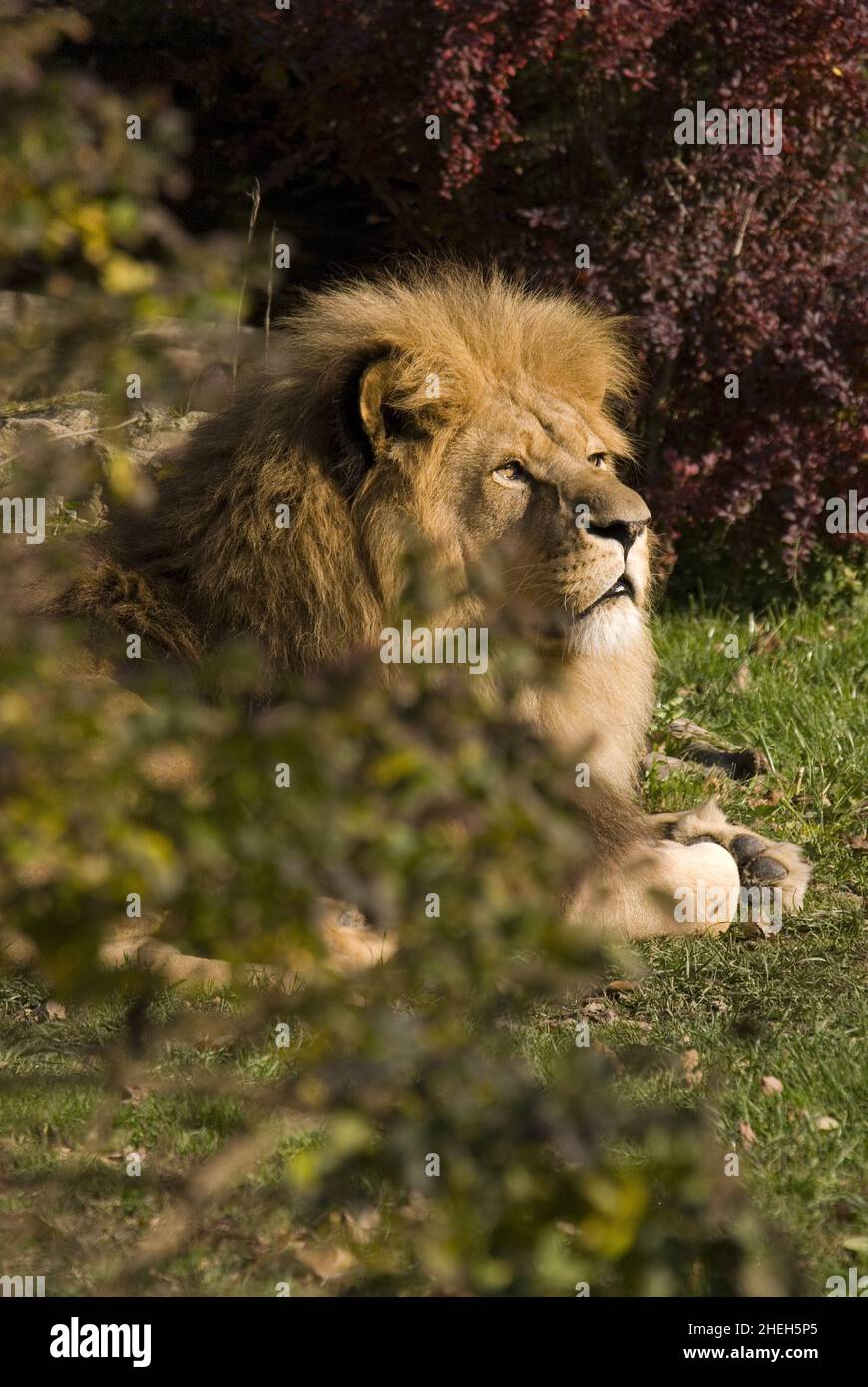 Katanga Lion - Panthera leo bleyenberghi, ikonisches Tier aus afrikanischen Savannen, Kalahari, Botswana. Stockfoto