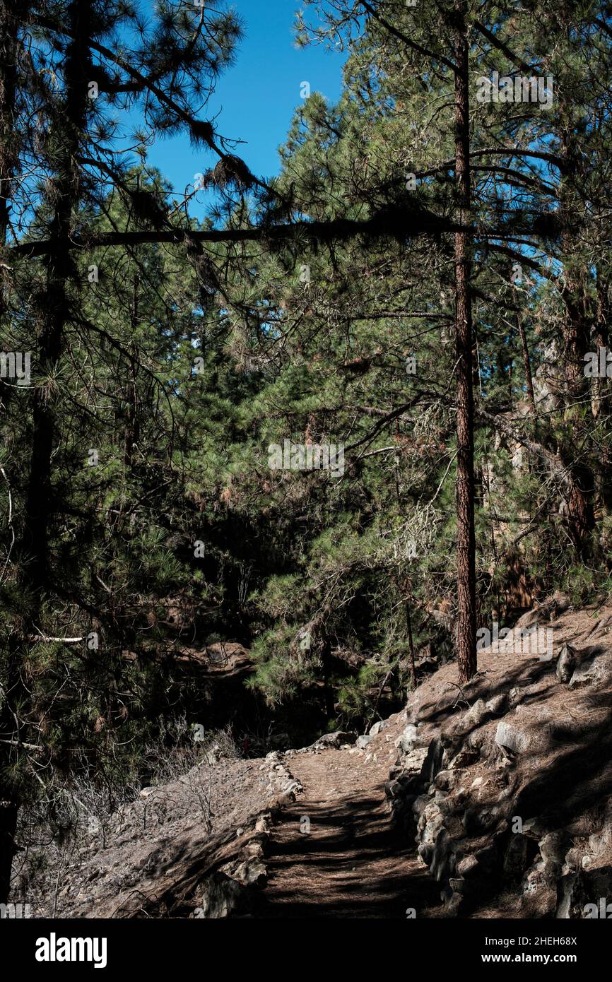 Weg durch den Pinienwald, Korona-Wald, mit kanarischen Kiefern, pinus canariensis Bäumen in der Nähe von Las Vegas, Teneriffa, Kanarische Inseln, Spanien Stockfoto