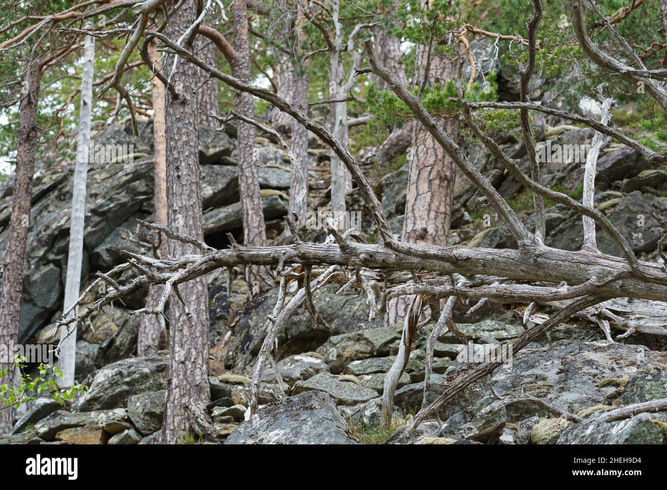 VALLDAL, NORWEGEN - 2020. JUNI 06. Toter grauer Baum auf dem Boden im Wald. Stockfoto