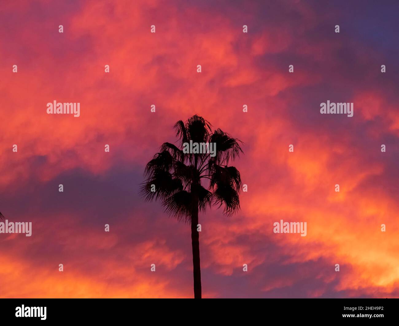 Silhouette einer Palme unter einem rötlichen Sonnenuntergangshimmel Stockfoto