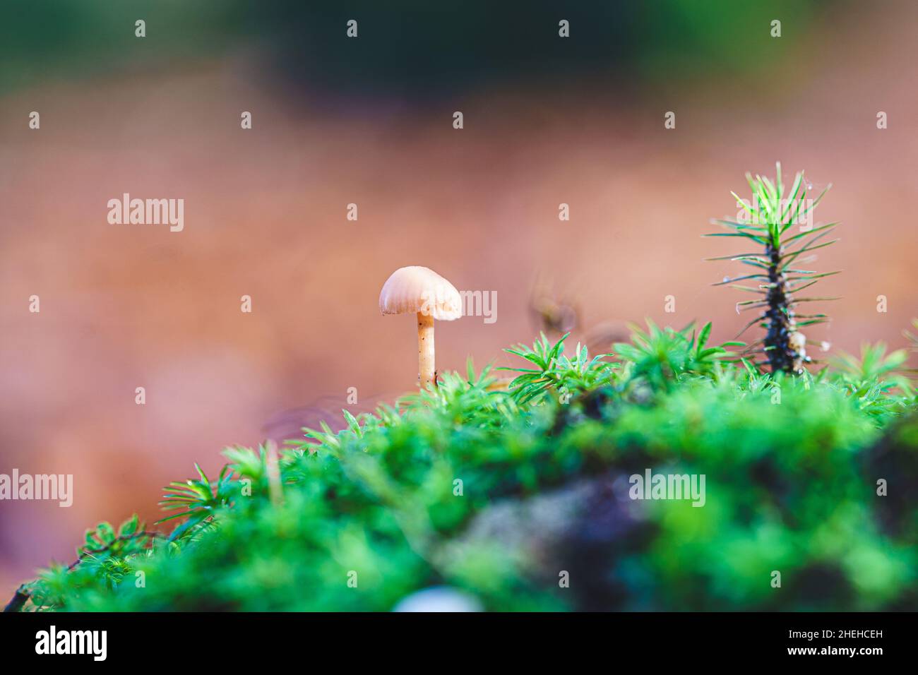 Der kleine weiße Pilz ist in der Herbstsaison kleiner als eine Sternmoospflanze zwischen grünem Moos am toten Baumstamm Stockfoto