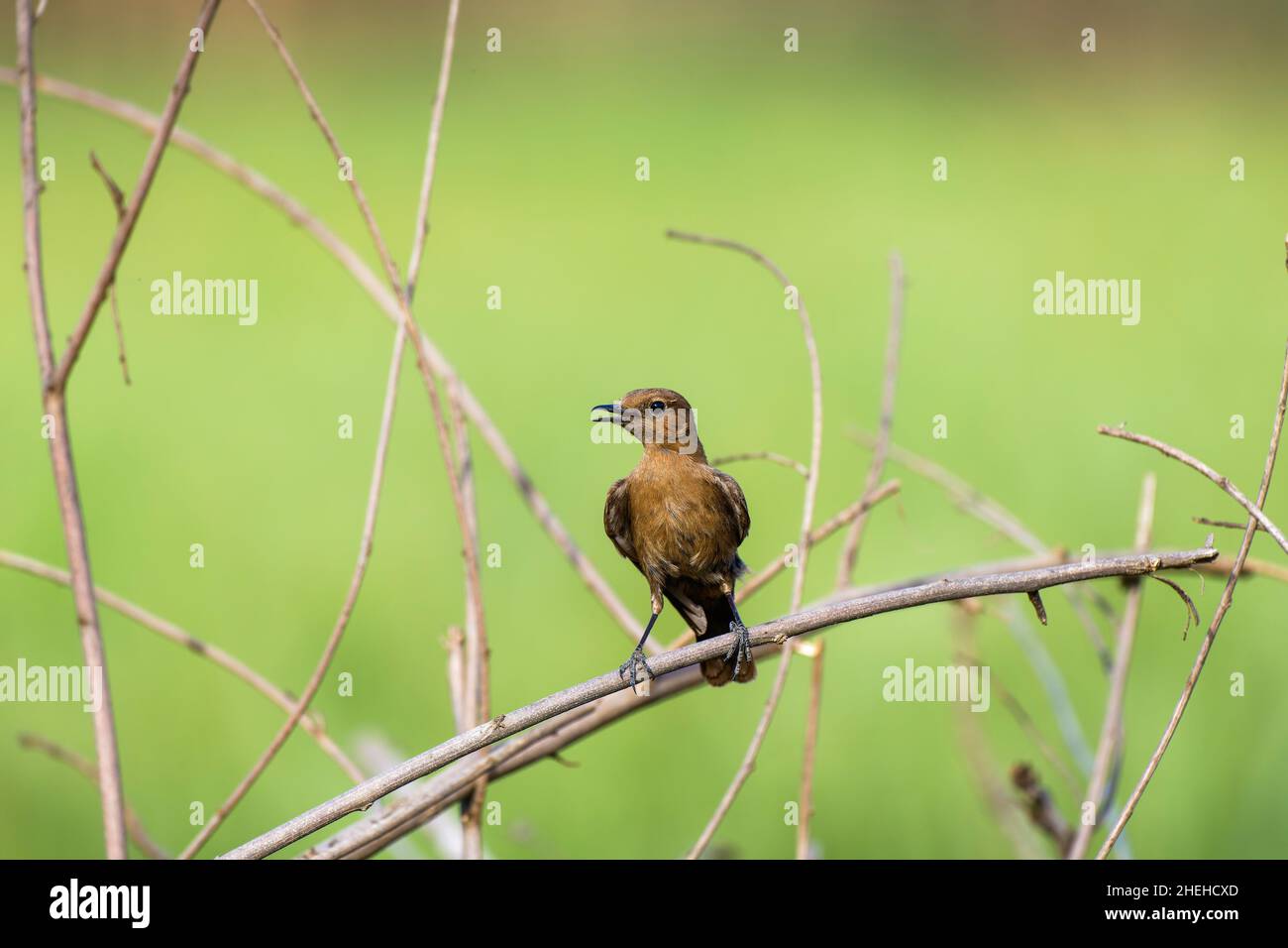 Ein erwachsener Brown Rock Chat (Oenanthe fusca) Vogel, der in einem Garten thront Stockfoto