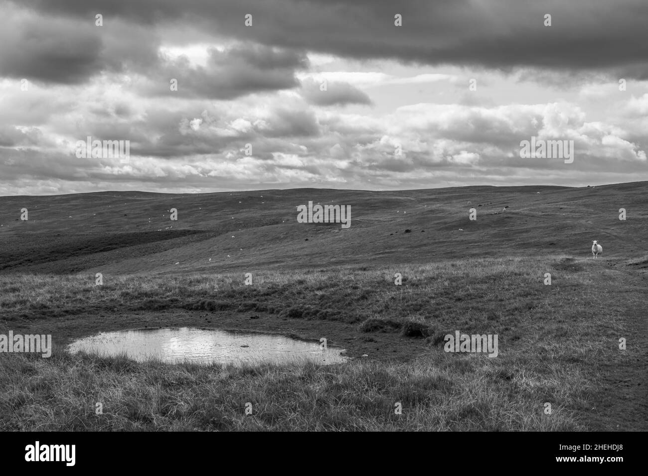 Ein Tau-Teich und Schafe weiden auf Aberedw Hill, in der Nähe von Builth Wells, Powys, Wales Stockfoto
