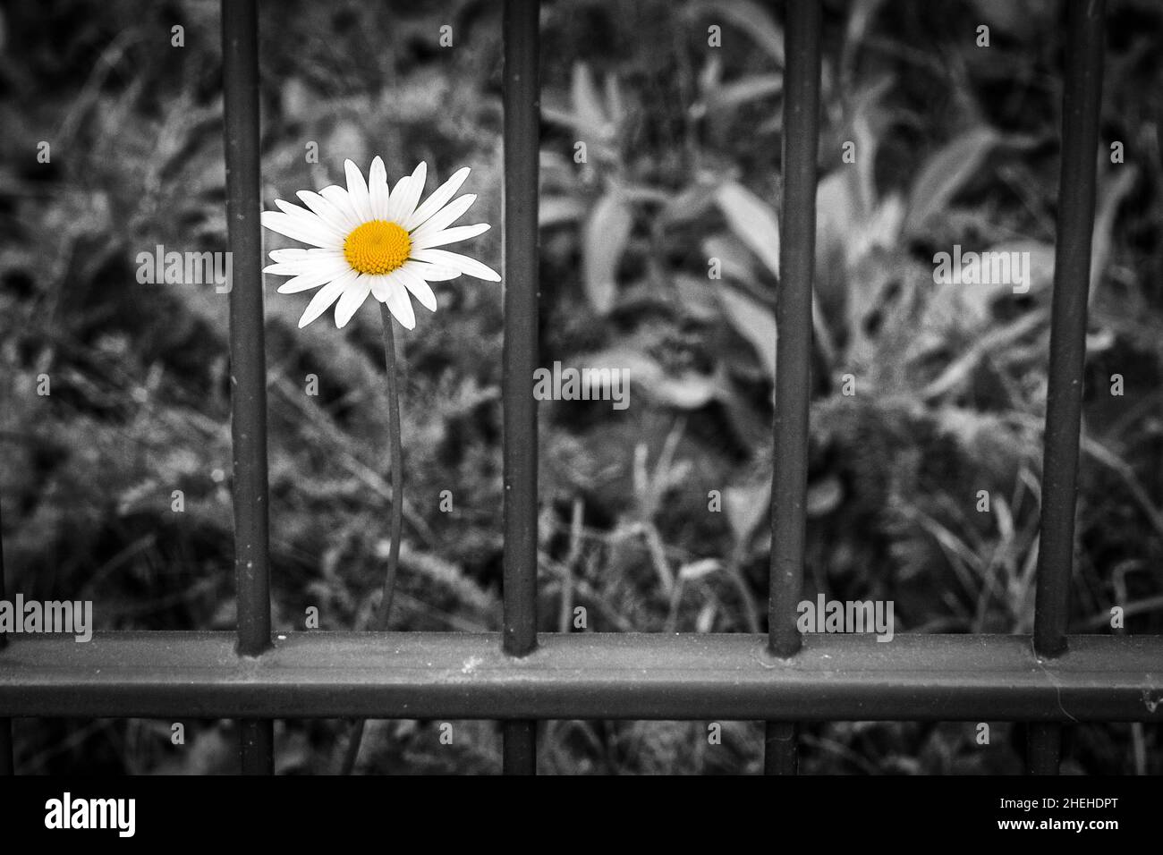 Teilweise farbiger Schwarz-Weiß-Foto einer Blume hinter Eisenstangen als Symbol der Freiheit Stockfoto