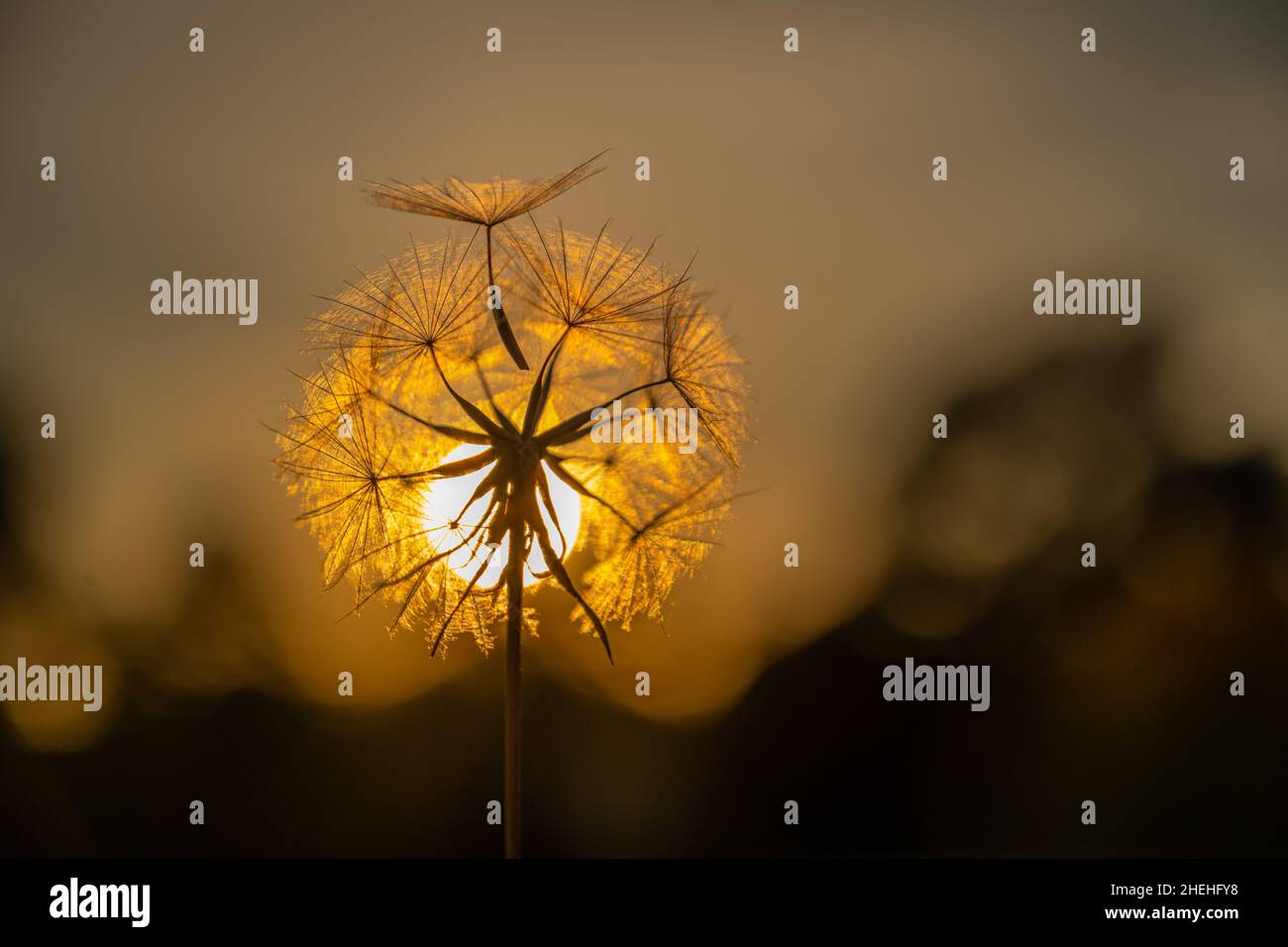 Samenkopf bei Sonnenuntergang Stockfoto