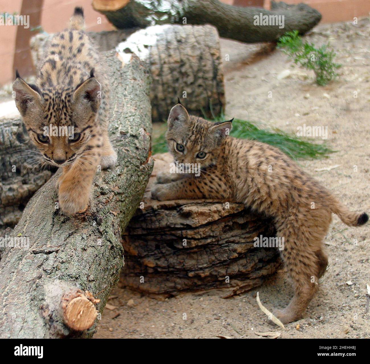 L-R SALLY UND AURA ZWEI WEIBLICHE IBERISCHE LUCHS-KÄTZCHEN IM ZOO VON JEREZ, SPANIEN.DIE KÄTZCHEN SOLLEN DIE GRUNDLAGE EINES ZUCHTPROGRAMMS BILDEN, UM DEN WILDBESTAND VON SCHÄTZUNGSWEISE 150 TIEREN WIEDER ZU BESIEDELN, UM EIN AUSSTERBEN ZU VERHINDERN. DER IBERISCHE LUCHS IST EUROPAS GRÖSSTE CAT-ART UND SEIN AUSSTERBEN WÄRE DAS ERSTE KATZENAUSSTERBEN DER WELT SEIT PRÄHISTORISCHEN ZEITEN. BILDER: GARY ROBERTS Stockfoto