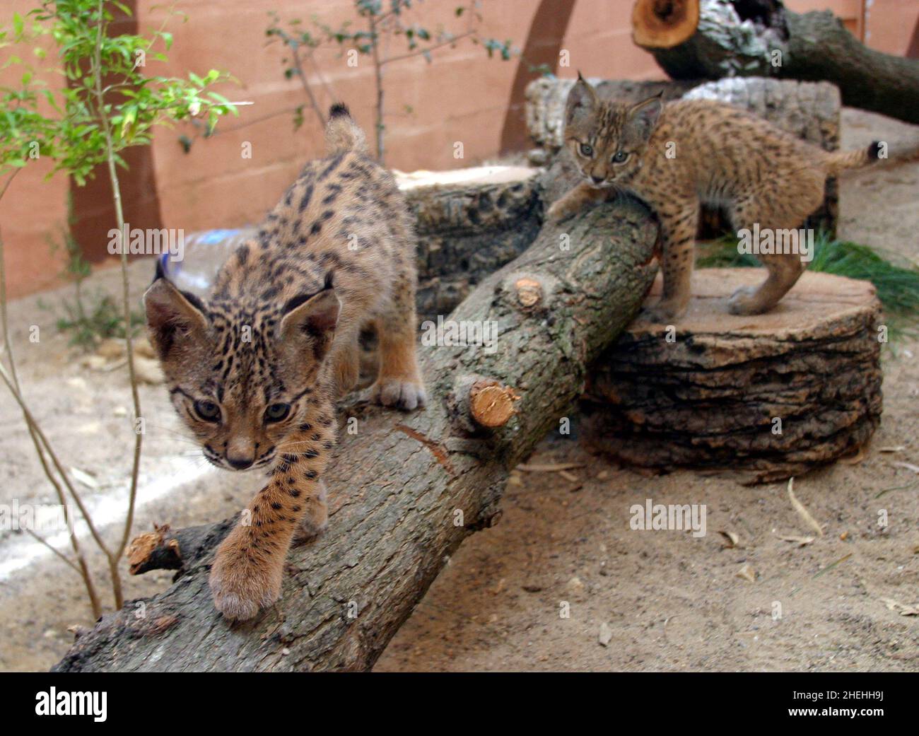L-R SALLY UND AURA ZWEI WEIBLICHE IBERISCHE LUCHS-KÄTZCHEN IM ZOO VON JEREZ, SPANIEN.DIE KÄTZCHEN SOLLEN DIE GRUNDLAGE EINES ZUCHTPROGRAMMS BILDEN, UM DEN WILDBESTAND VON SCHÄTZUNGSWEISE 150 TIEREN WIEDER ZU BESIEDELN, UM EIN AUSSTERBEN ZU VERHINDERN. DER IBERISCHE LUCHS IST EUROPAS GRÖSSTE CAT-ART UND SEIN AUSSTERBEN WÄRE DAS ERSTE KATZENAUSSTERBEN DER WELT SEIT PRÄHISTORISCHEN ZEITEN. BILDER: GARY ROBERTS Stockfoto