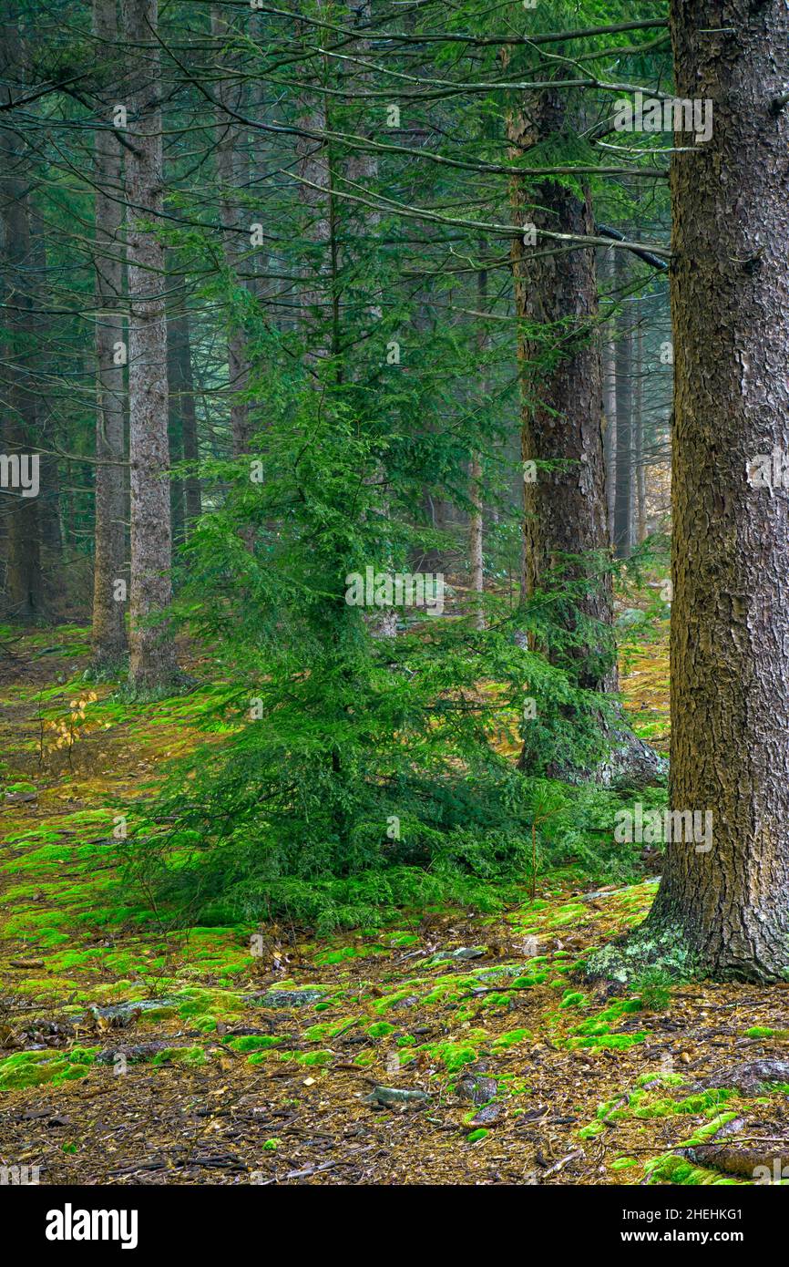 Der einheimische Osthemlock, der in der Untergeschichte eines nicht-einheimischen, zivilen Naturschutzkorps wuchs, pflanzte die Norwegische Fichte-Plantage in Poco in Pennsylvania Stockfoto