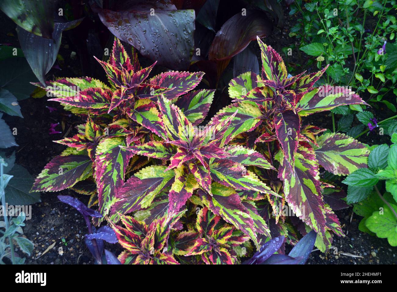 Dunkelrot/grün-bunte Coleus Scutellarioides 'Combat'-Blätter in den Grenzen von RHS Garden Harlow Carr, Harrogate, Yorkshire, England, UK. Stockfoto