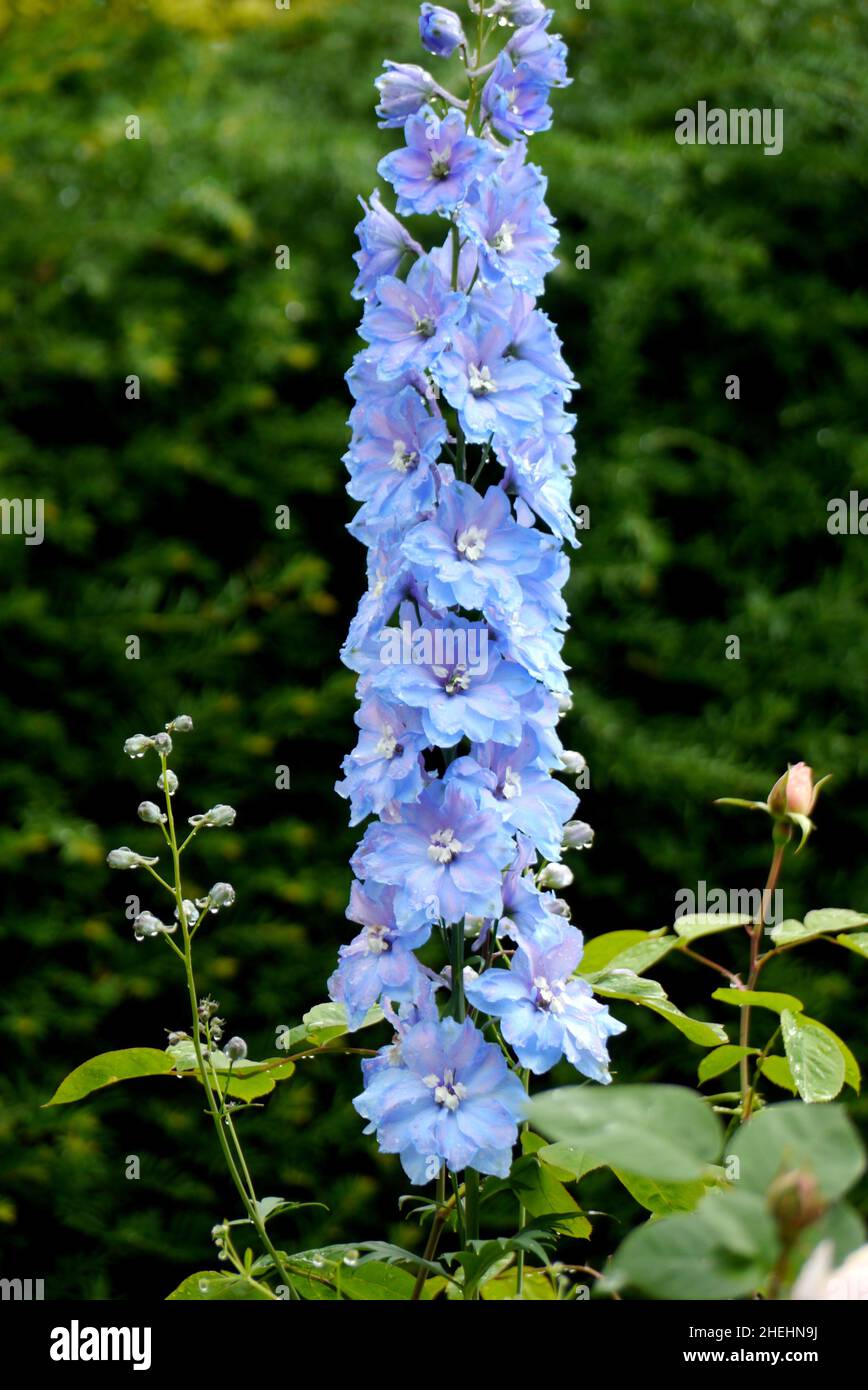 Tall Pale Blue Delphinium Elatum 'Sweethearts' (Candle Larkspur) Blume in den Grenzen im RHS Garden Harlow Carr, Harrogate, Yorkshire, England, Großbritannien. Stockfoto