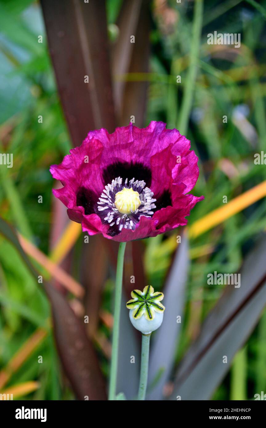 Single Purple Papaver Setigerum (Poppy of Troy) Flower Head & Flower Bud in the Borders bei RHS Garden Harlow Carr, Harrogate, Yorkshire, England, UK. Stockfoto