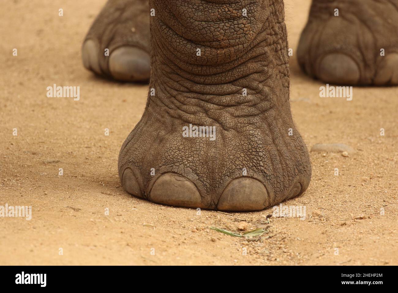 Elefant Stockfoto