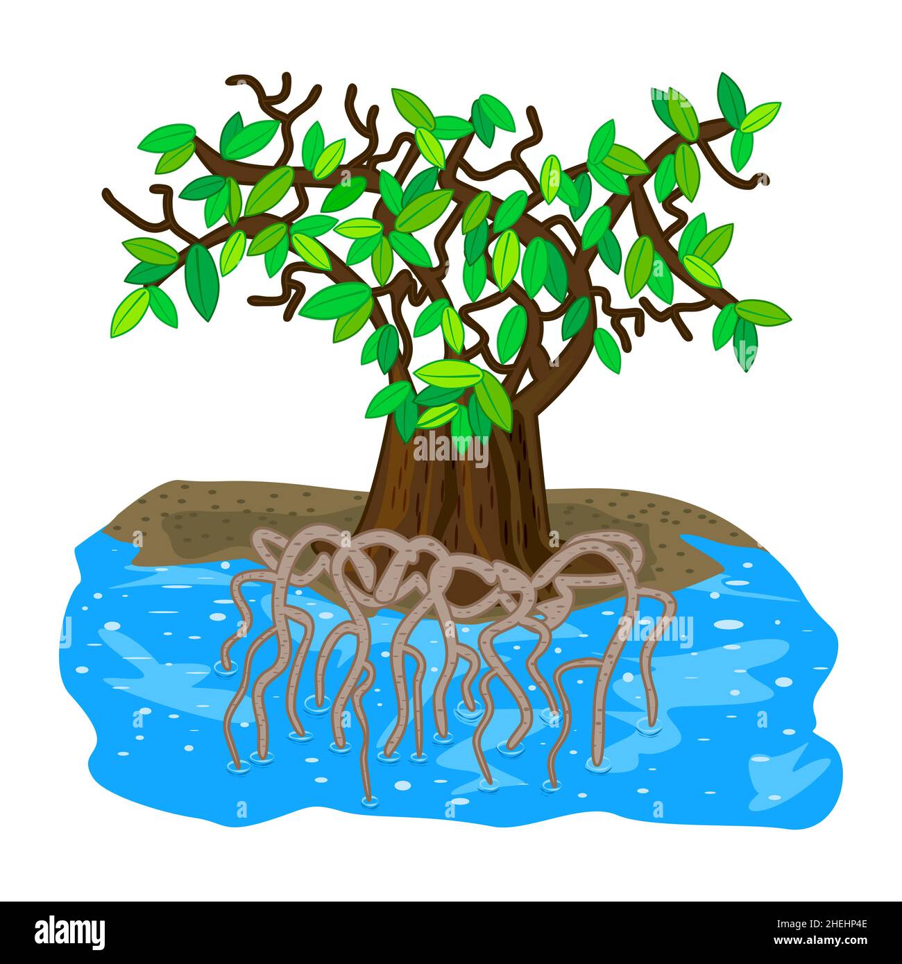 Mangrovenbaum isoliert auf weißem Hintergrund. Tropischer Baum mit verworrenen Unterwasserwurzeln. Tropic Pflanze wächst in Salzwasser.Stock Vektor Illustration Stock Vektor