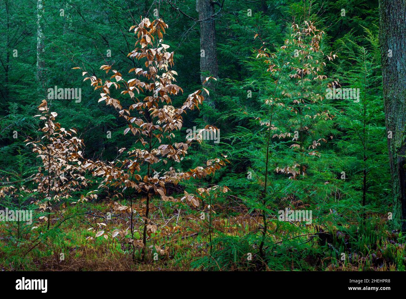 Susszession in einem Northern Hardwood Forest in den Pocono Mountains von Pennsylvania mit Eastern Hemlock, American Beech und Eastern White Pine, die sich weiter entwickelt Stockfoto
