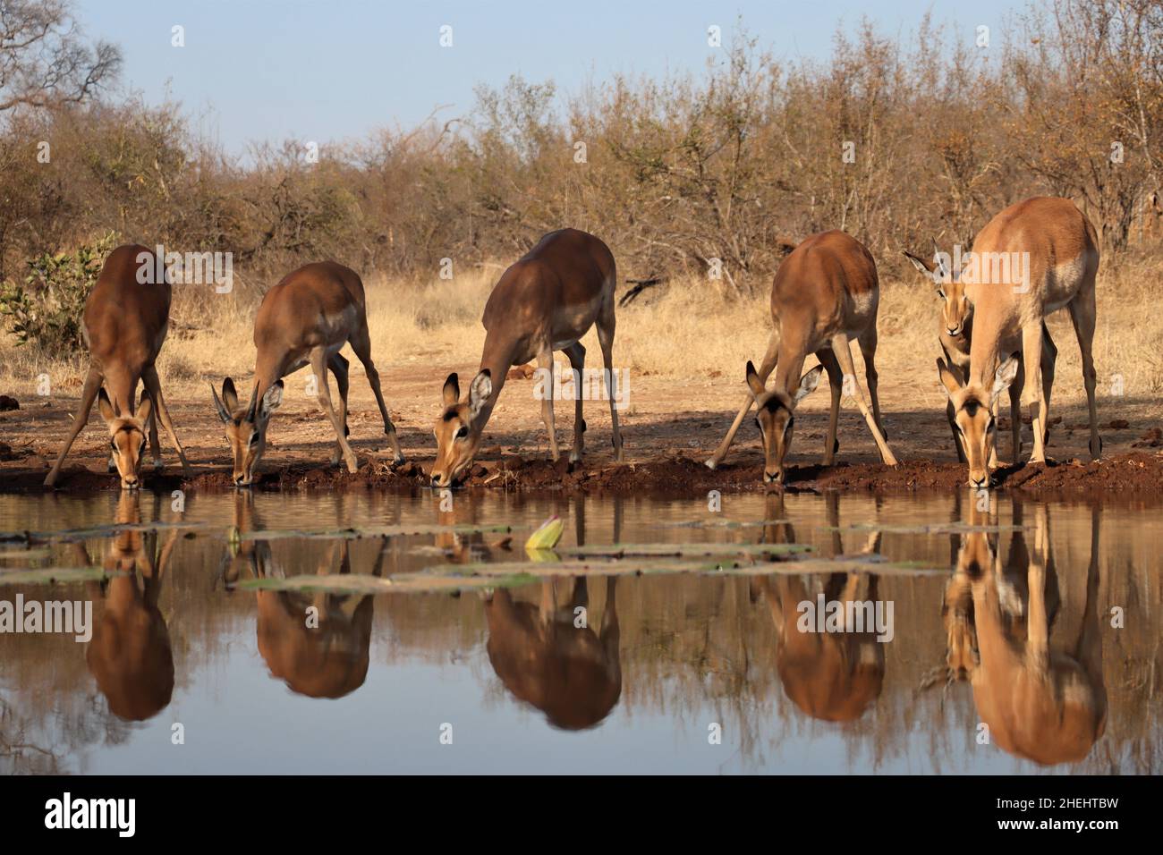 Impalas am Wasserloch Stockfoto