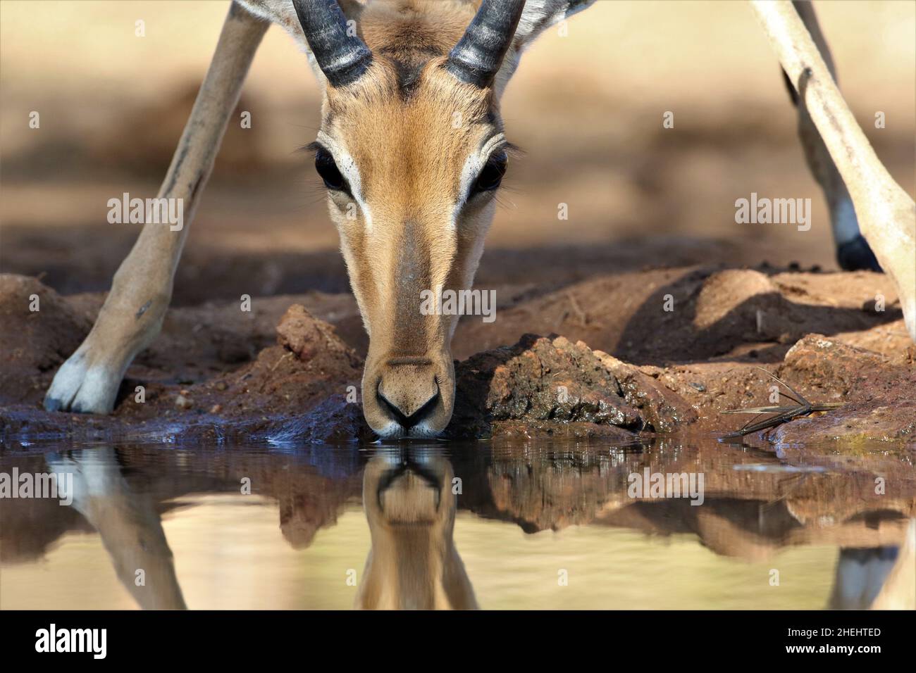 Impalas am Wasserloch Stockfoto