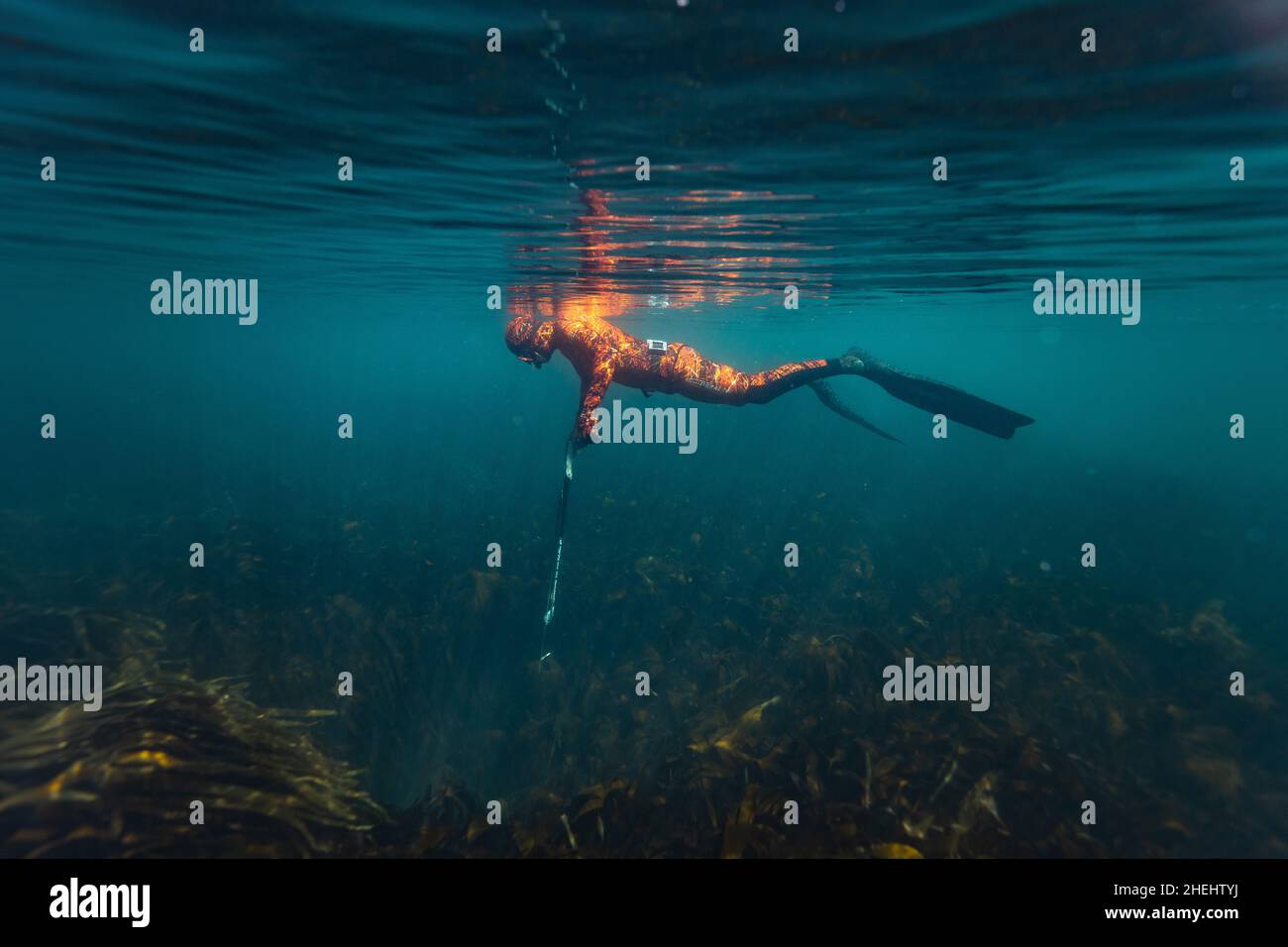 Ein Speerfischer taucht in Dorset, Großbritannien, kostenlos nach Fischen. Stockfoto