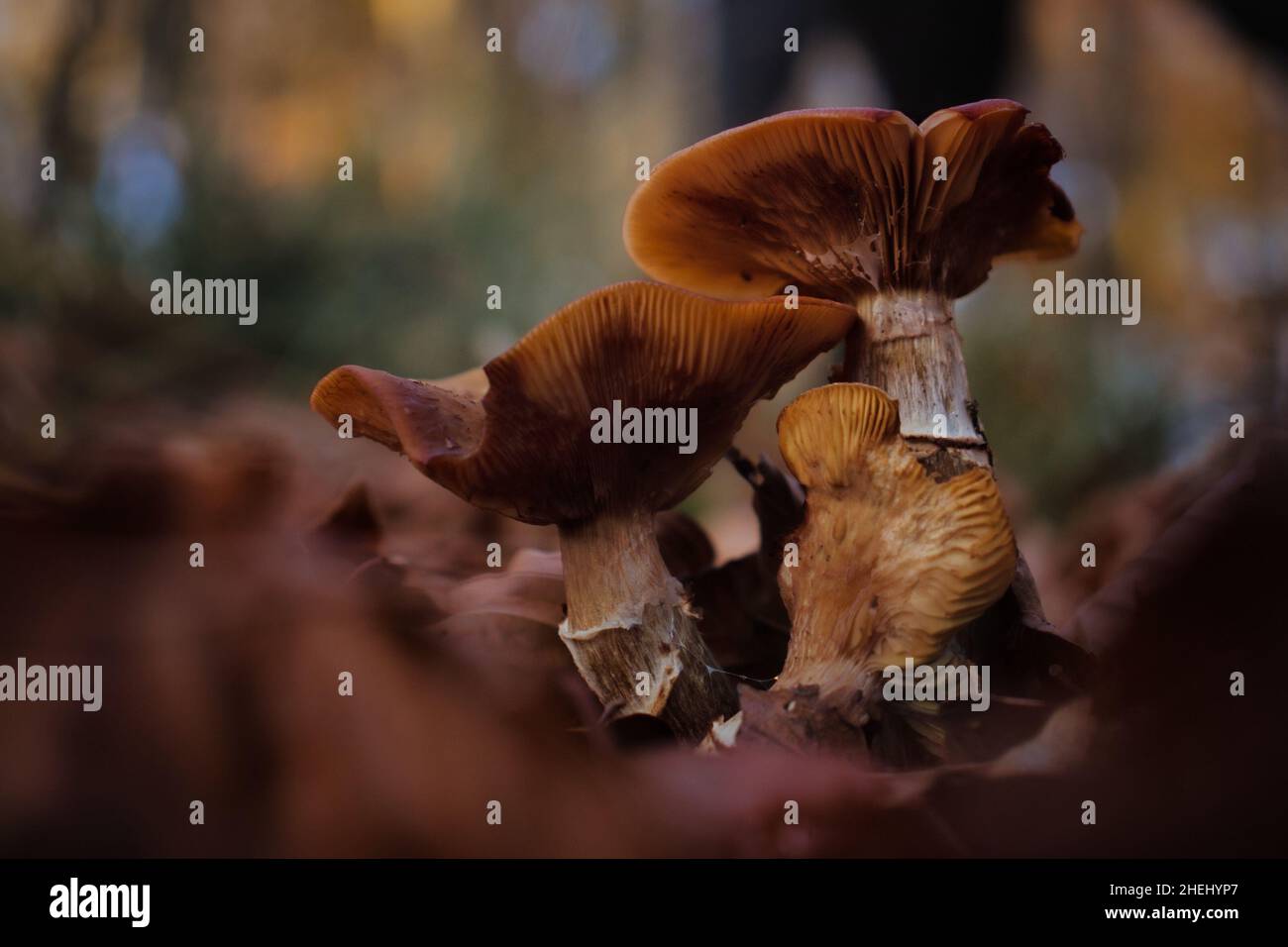 Boden von braunen Pilzkappen in einem deutschen Wald an einem Herbsttag. Stockfoto
