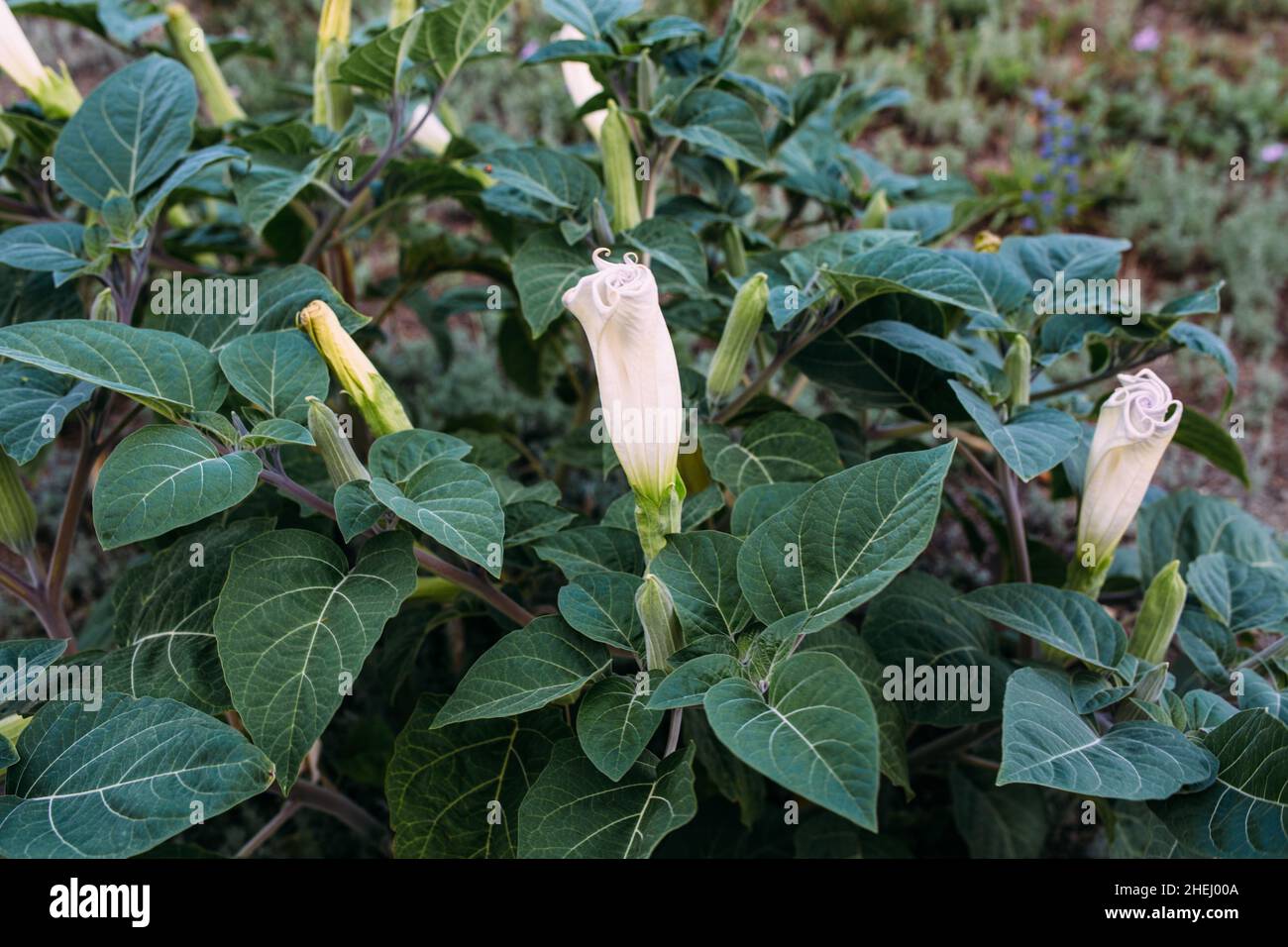Jimsonweed Datura stramonium. Genannt Teufelsschnauze, Höllenglocken, Teufelskraut Stockfoto