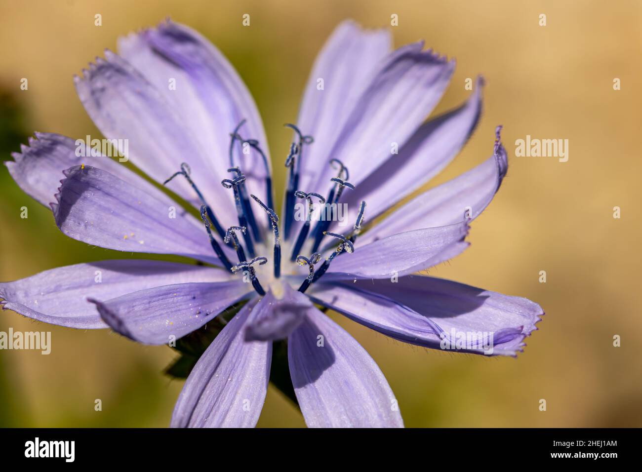 Cichorium intybus Blume wächst auf der Wiese, Makro Stockfoto