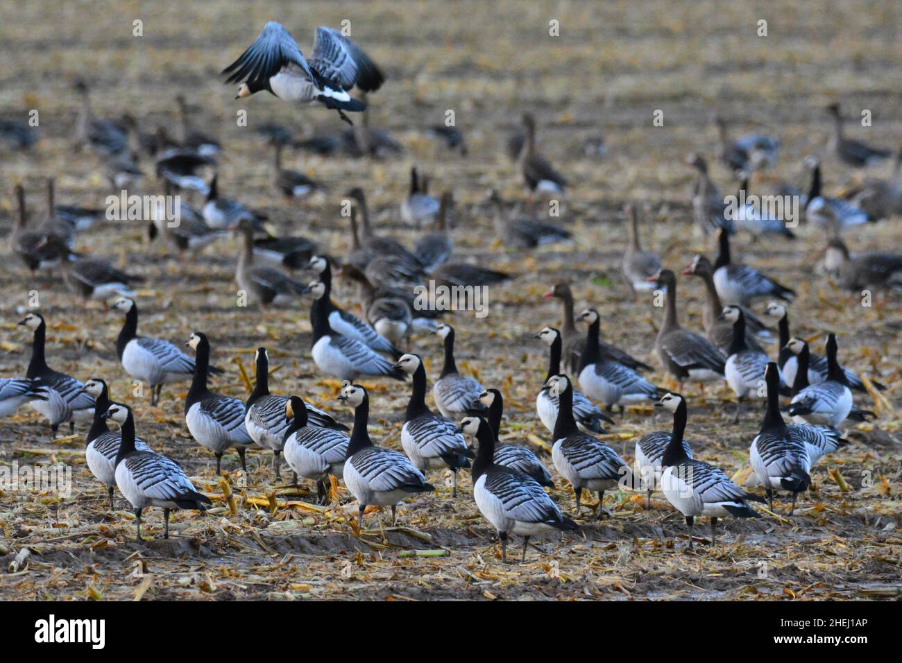 DEUTSCHLAND. MECKLENBURG-VORPOMMERN. DER NATIONALPARK VORPOMMERSCHE-BODDENLANDSCHAFT EMPFÄNGT JEDES JAHR TAUSENDE GÄNSE WÄHREND IHRES MIGRATIO Stockfoto