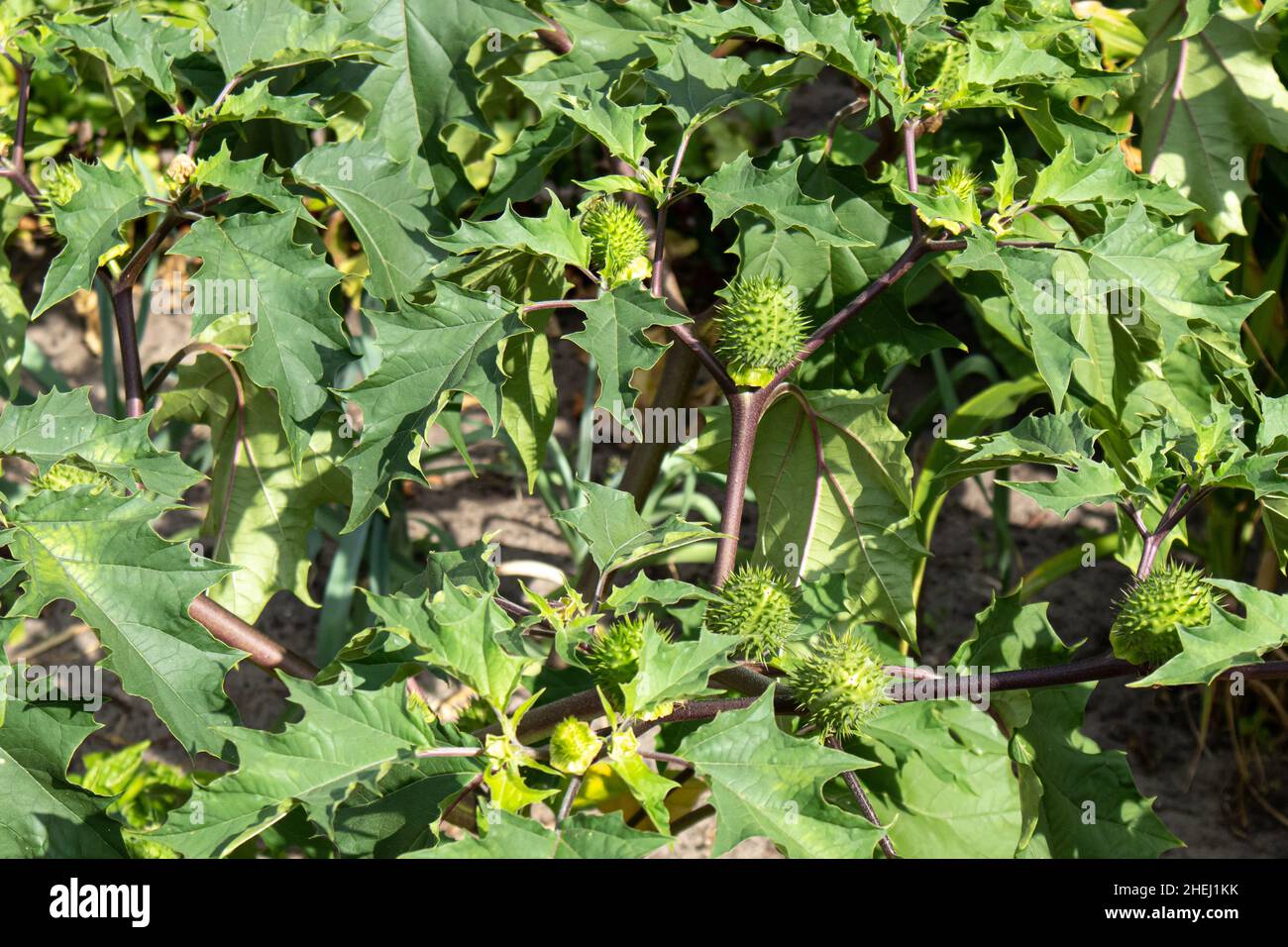 Dekorative Pflanze Datura stramonium oder Dornapfel, Jimsonweed (Jimson Weed), Teufelsschnalle, die im Sommer im Garten wächst. Sehr giftig. Stockfoto