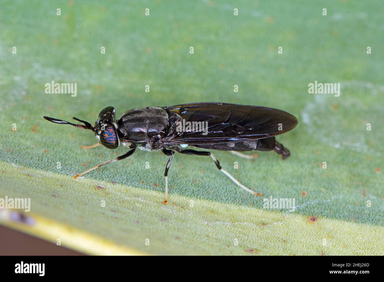 Black Soldier Fly - der lateinische Name ist Hermetia illucens. Nahaufnahme der Fliege, die auf einem Blatt sitzt. Diese Art wird bei der Produktion von Protein verwendet. Stockfoto