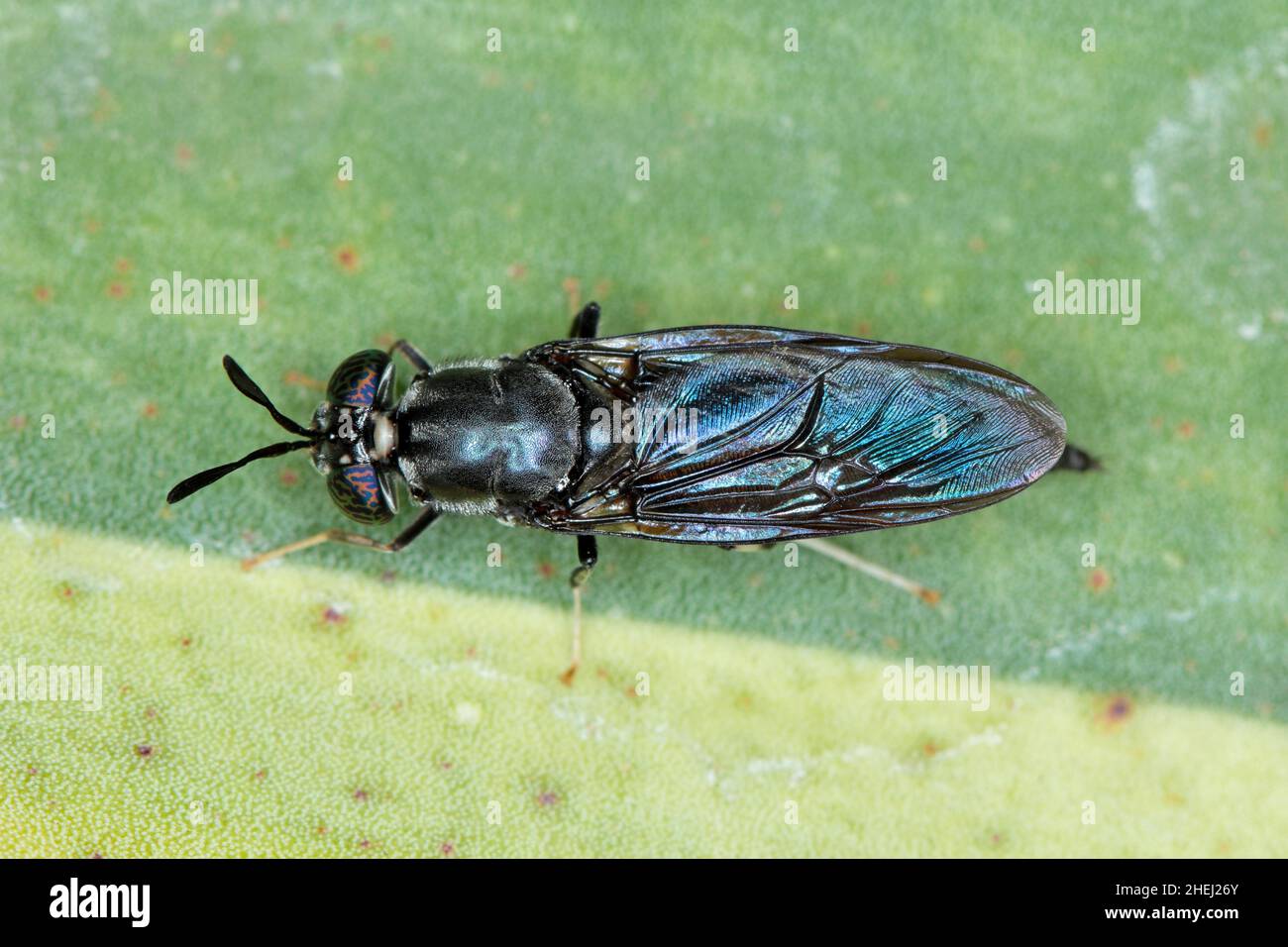 Black Soldier Fly - der lateinische Name ist Hermetia illucens. Nahaufnahme der Fliege, die auf einem Blatt sitzt. Diese Art wird bei der Produktion von Protein verwendet. Stockfoto
