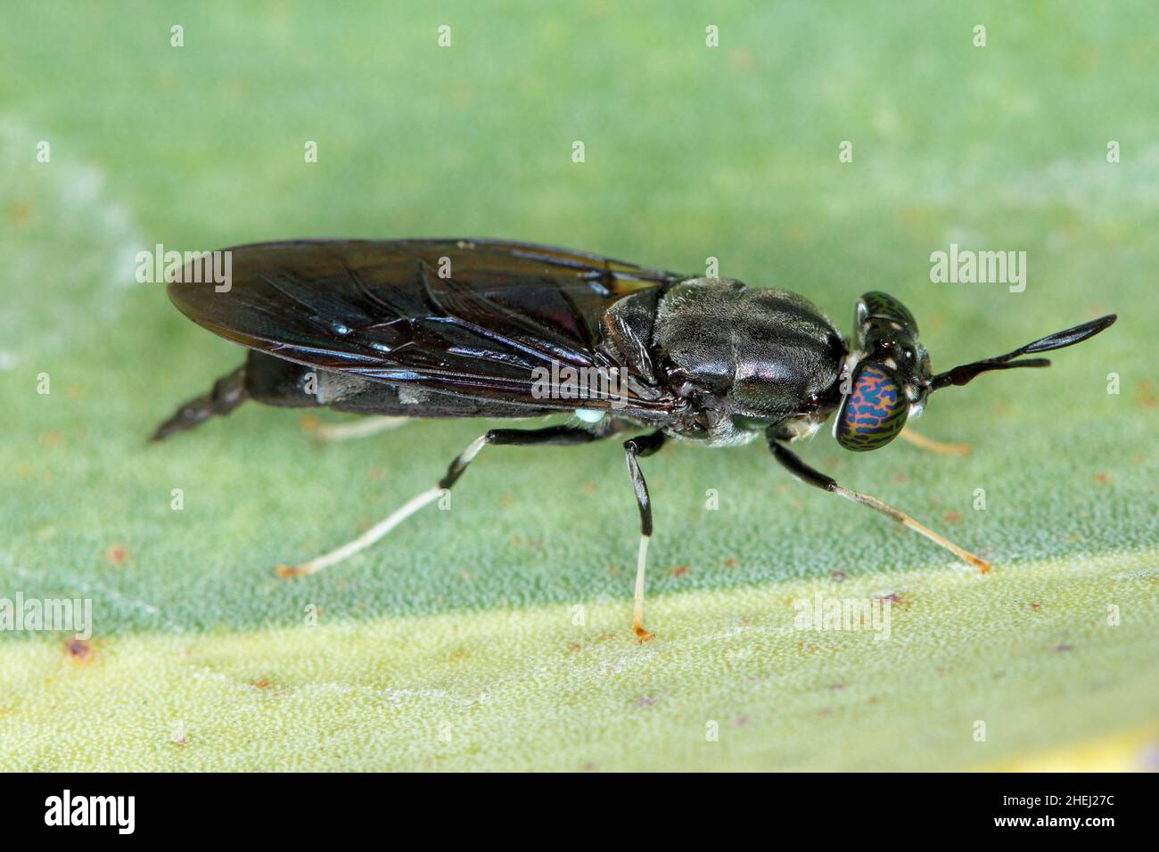 Black Soldier Fly - der lateinische Name ist Hermetia illucens. Nahaufnahme der Fliege, die auf einem Blatt sitzt. Diese Art wird bei der Produktion von Protein verwendet. Stockfoto
