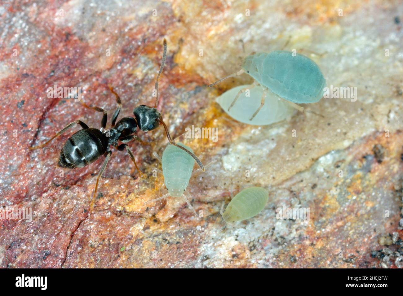 Unterirdische Blattläuse mit Ameisen. Hohe Vergrößerung Stockfoto