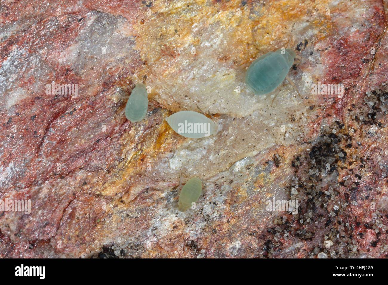 Unterirdische Blattläuse, die unter einem Stein im Garten gefunden wurden. Hohe Vergrößerung. Stockfoto