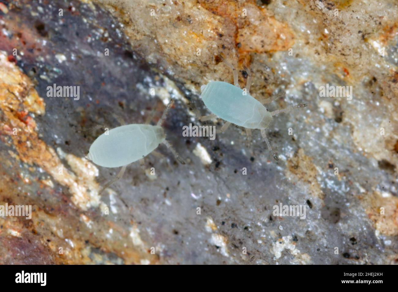 Unterirdische Blattläuse, die unter einem Stein im Garten gefunden wurden. Hohe Vergrößerung. Stockfoto